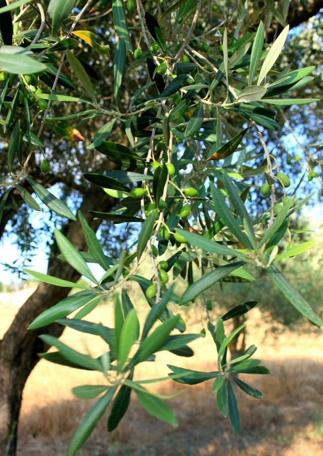 Agriturismo Da Pina Porto Conte Exteriör bild